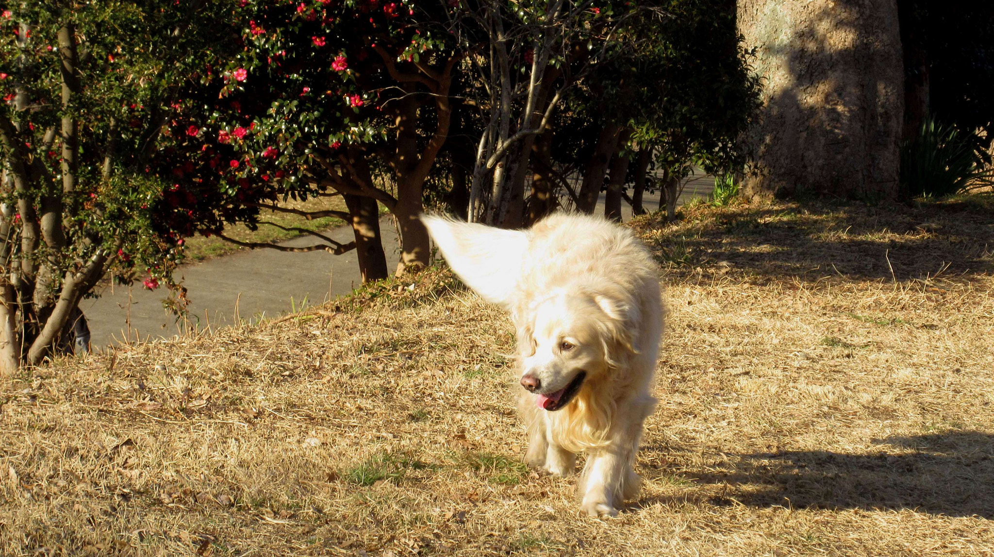 Canon PowerShot ELPH 360 HS (IXUS 285 HS / IXY 650) sample photo. My sweet dog photography