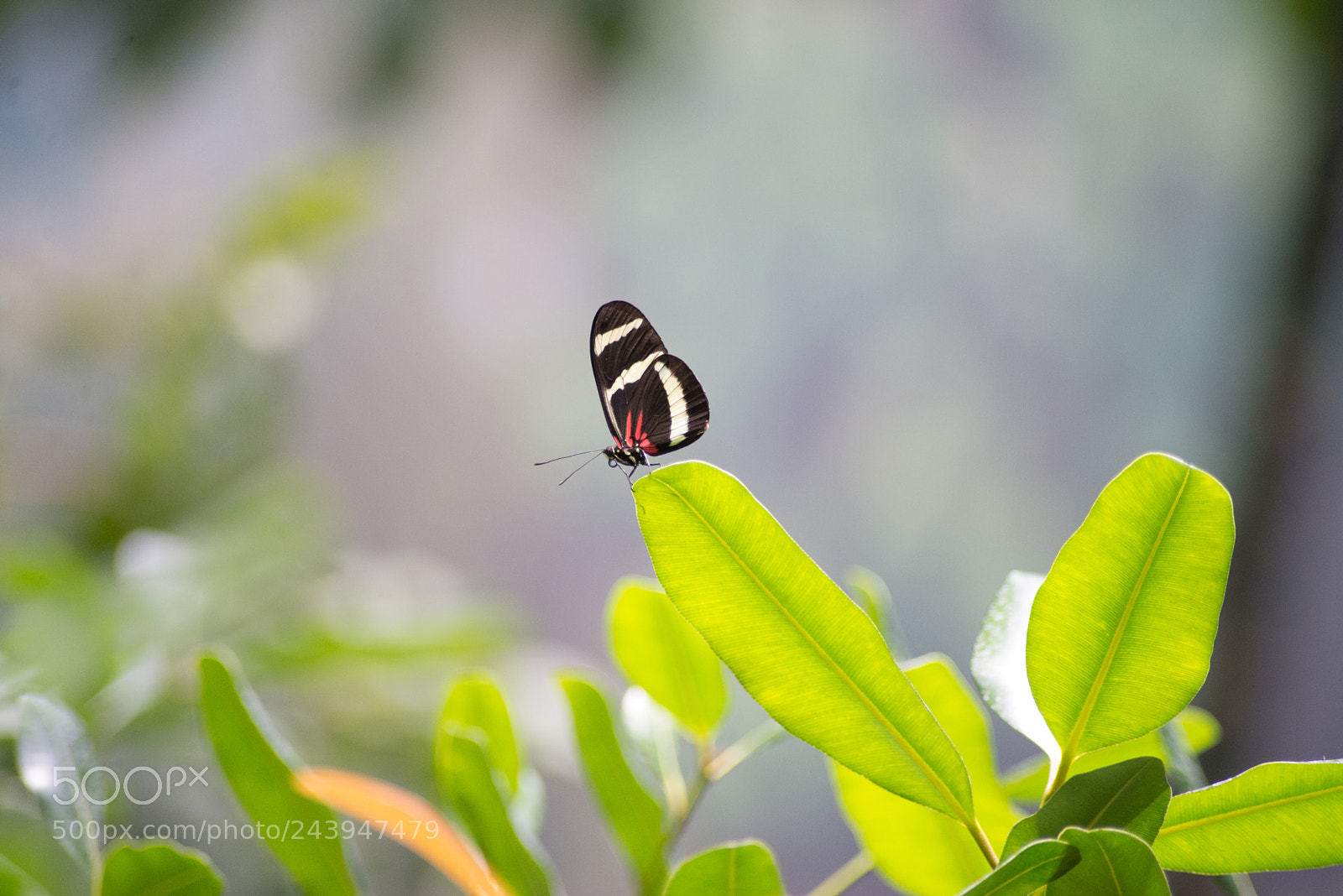 Nikon D610 sample photo. Give me some nectar photography