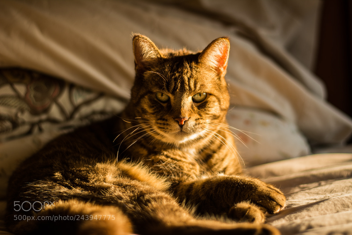 Nikon D7100 sample photo. Stop right there photography
