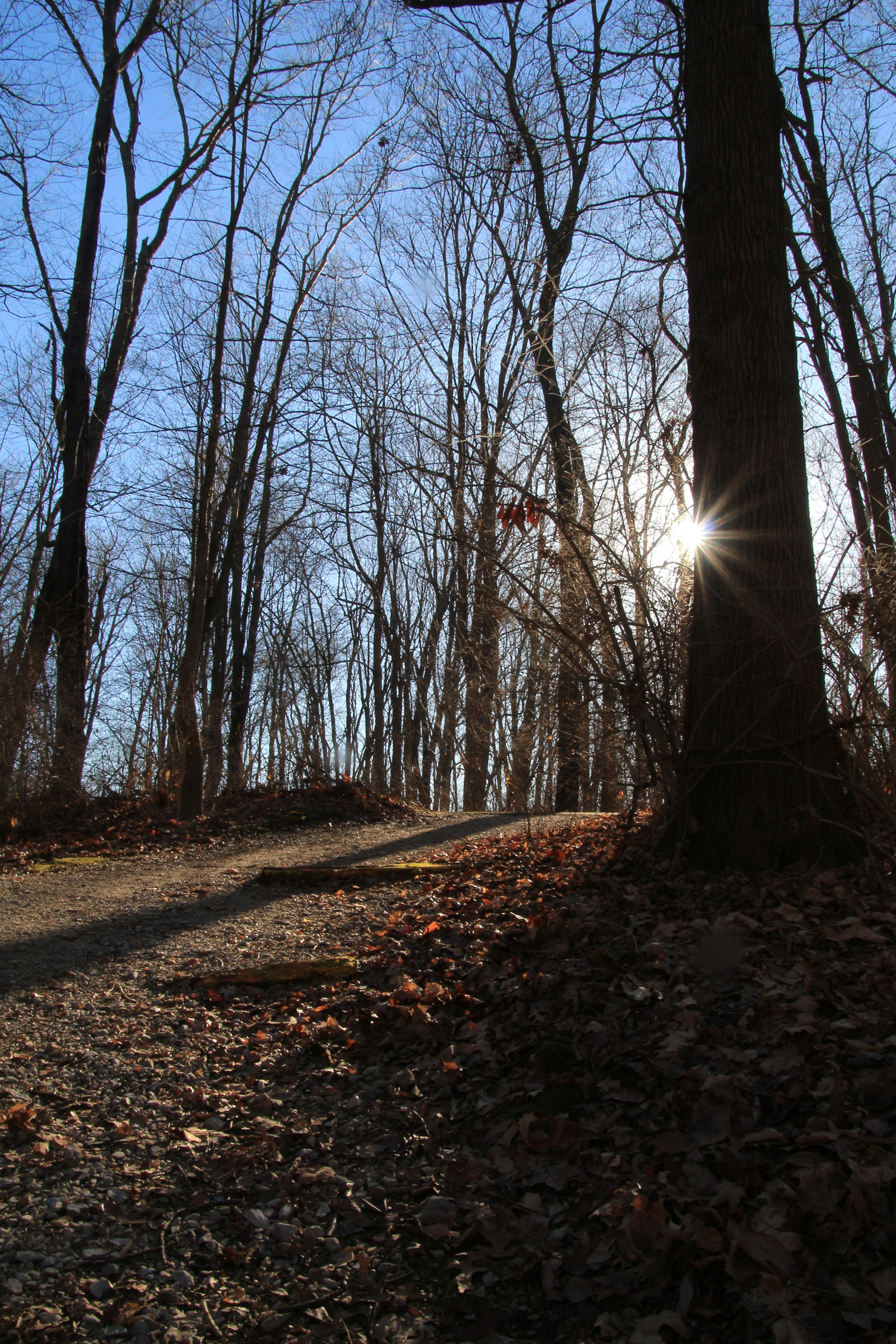 Canon EOS 700D (EOS Rebel T5i / EOS Kiss X7i) sample photo. A walk in the park photography