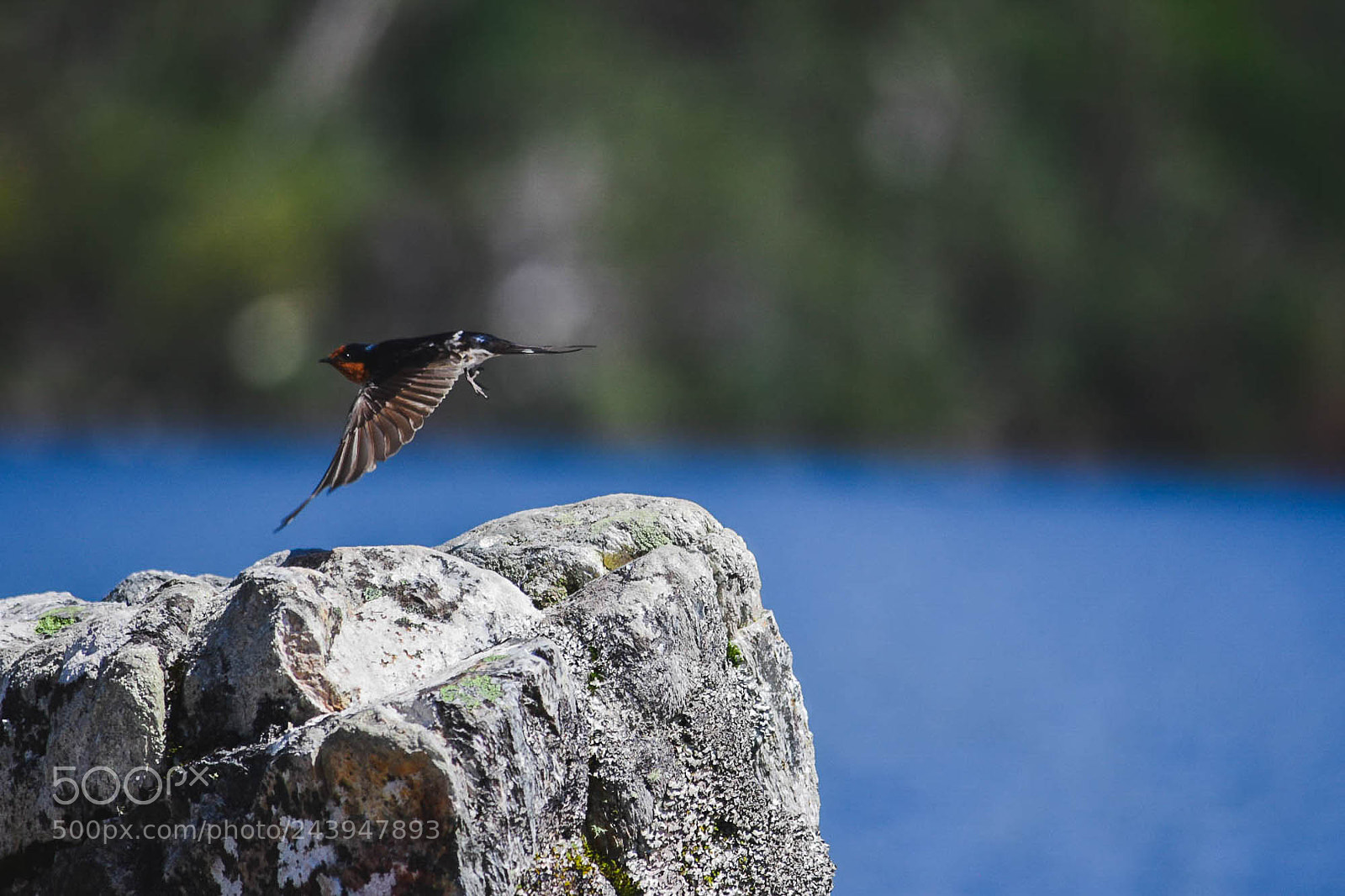 Nikon D5500 sample photo. Welcome sparrow photography