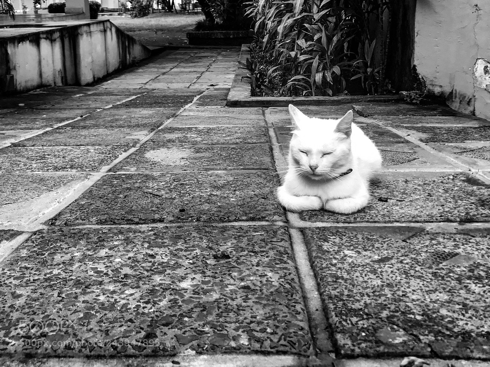 Apple iPhone 7 Plus sample photo. Neko photography