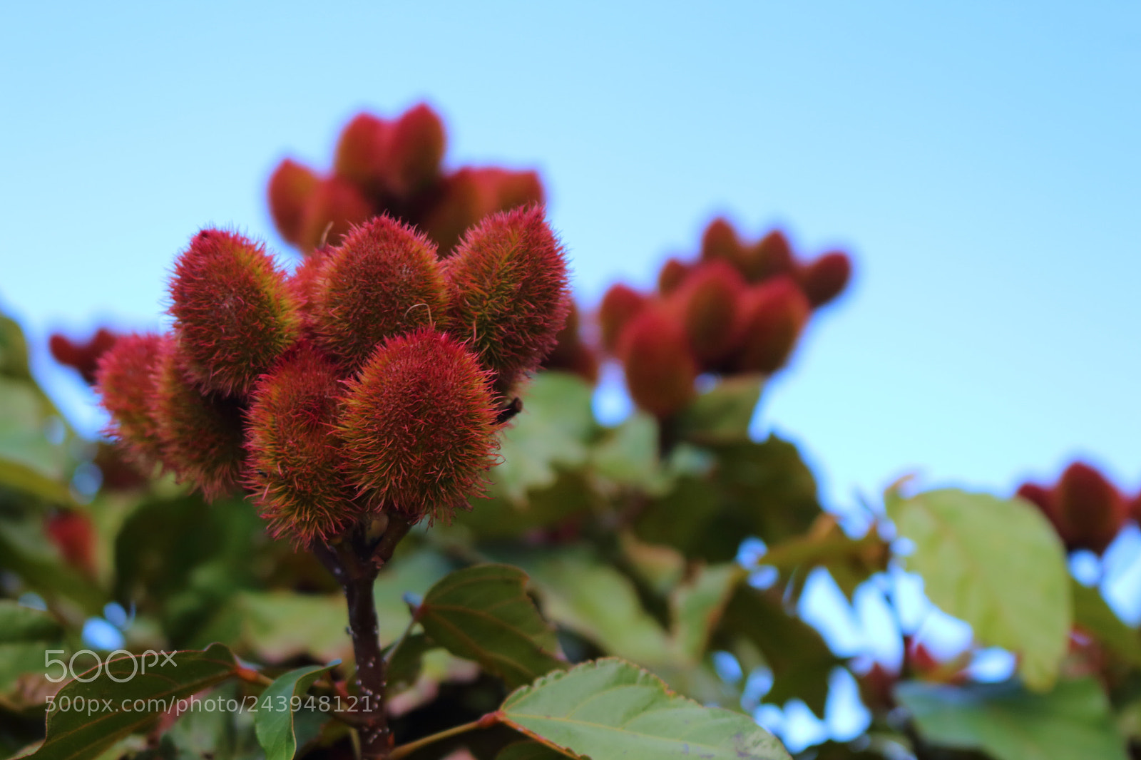 Canon EOS 700D (EOS Rebel T5i / EOS Kiss X7i) sample photo. A photography