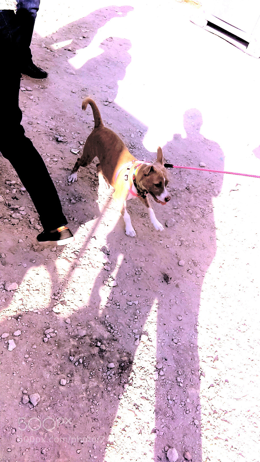HTC DESRIE D530 sample photo. Flea market outdoor festival. (2018) photography