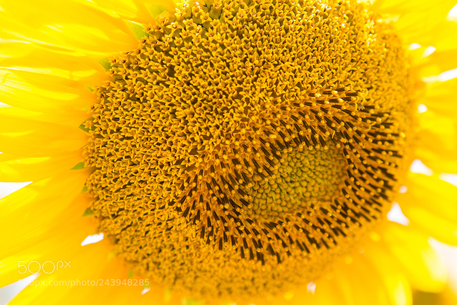 Canon EOS 100D (EOS Rebel SL1 / EOS Kiss X7) sample photo. Sun flower with heart photography