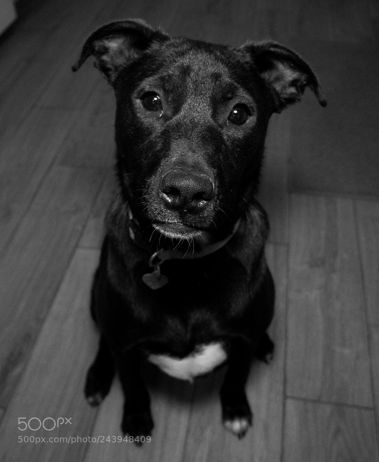 Panasonic Lumix DMC-G85 (Lumix DMC-G80) sample photo. A dog's life photography
