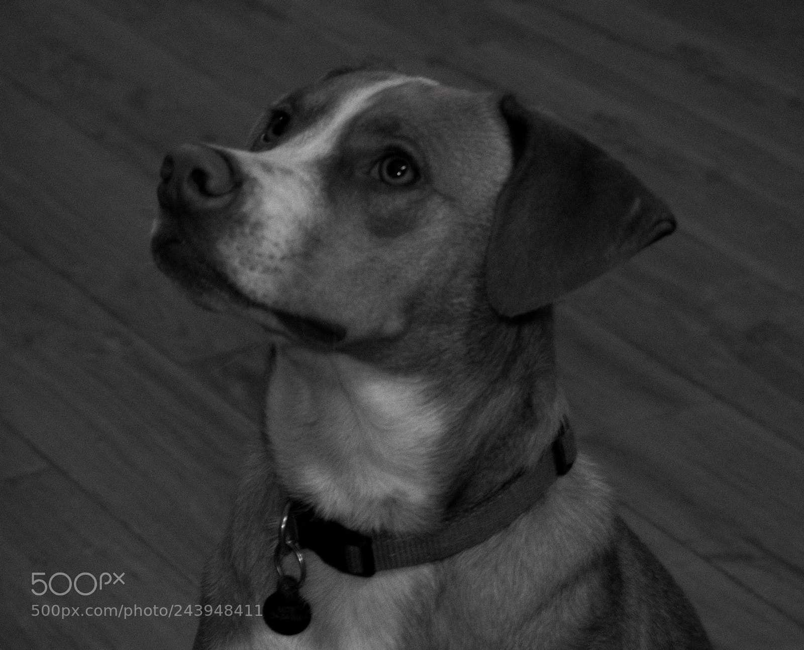 Panasonic Lumix DMC-G85 (Lumix DMC-G80) sample photo. A dog's life photography
