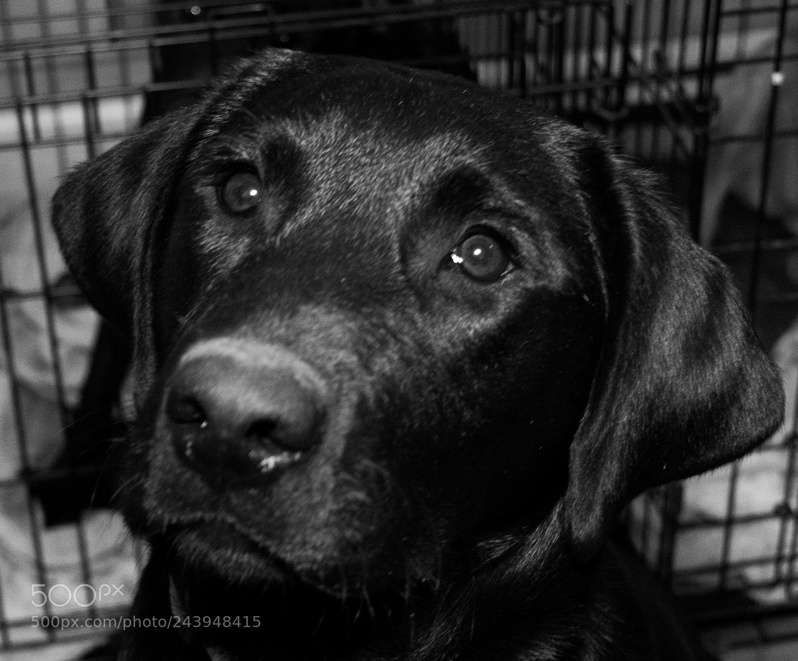 Panasonic Lumix DMC-G85 (Lumix DMC-G80) sample photo. A dog's life photography