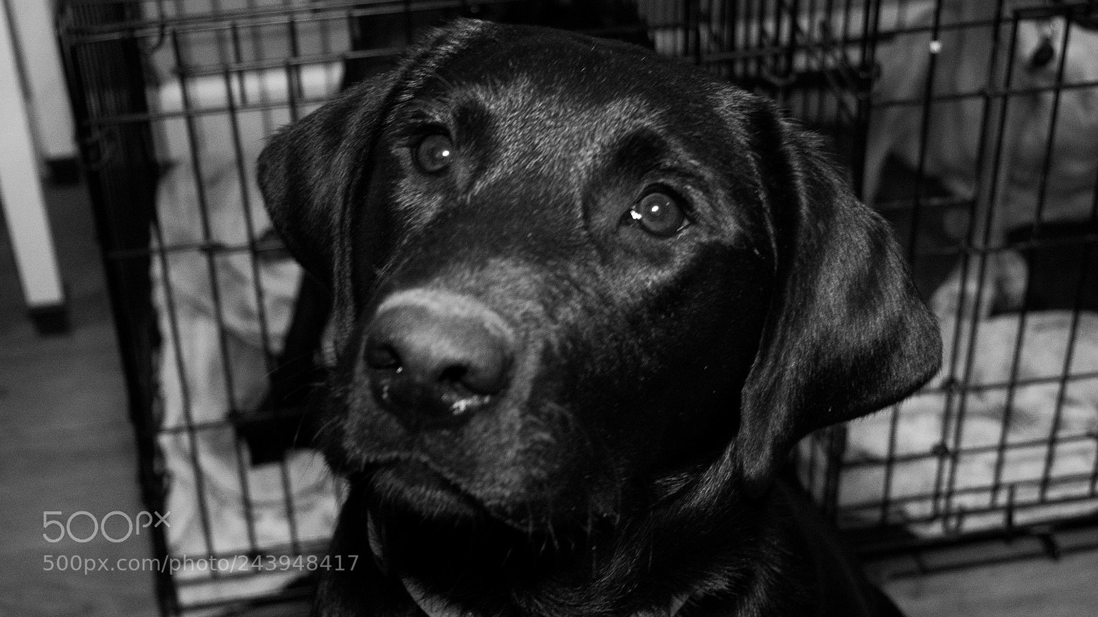 Panasonic Lumix DMC-G85 (Lumix DMC-G80) sample photo. A dog's life photography