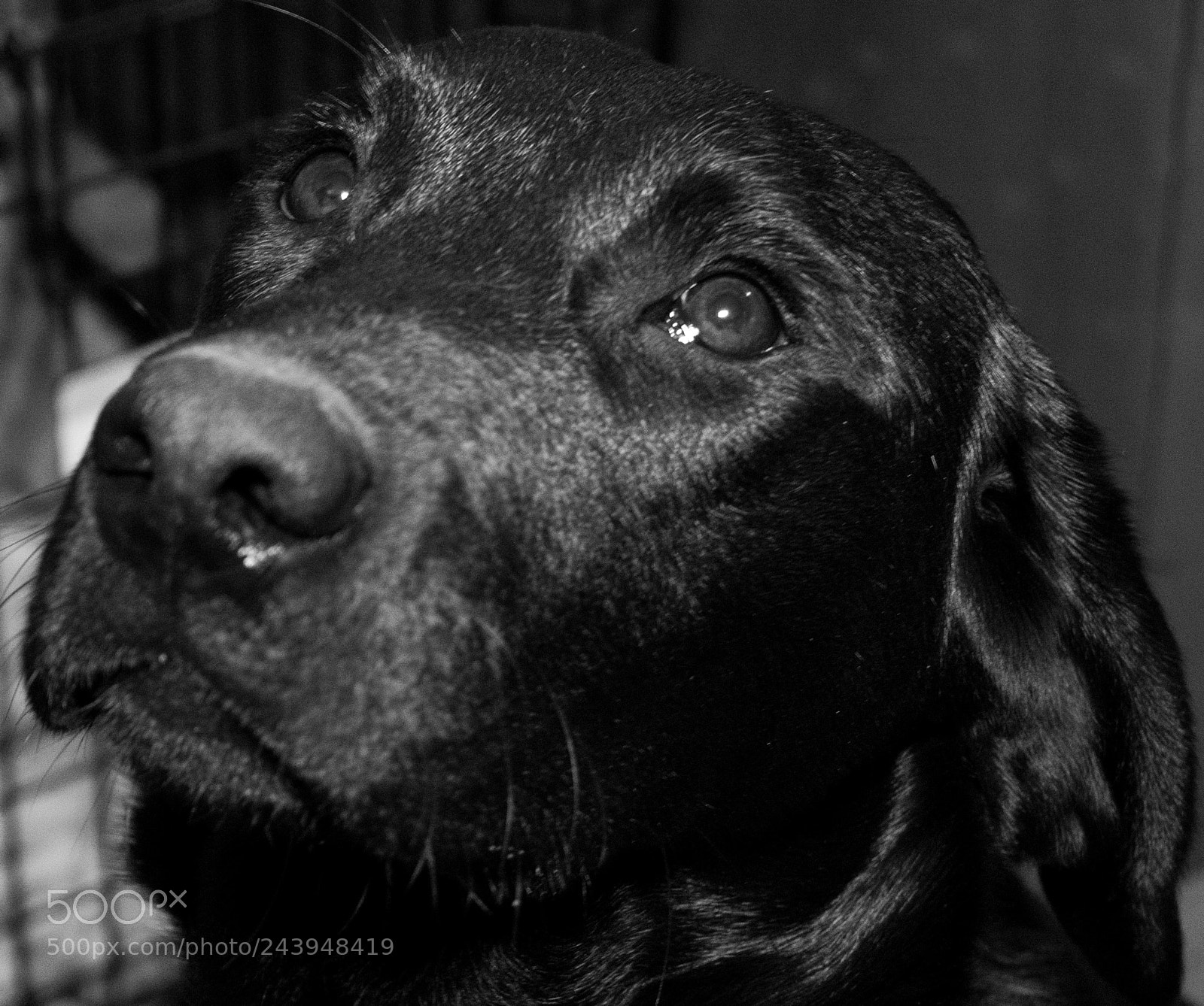 Panasonic Lumix DMC-G85 (Lumix DMC-G80) sample photo. A dog's life photography