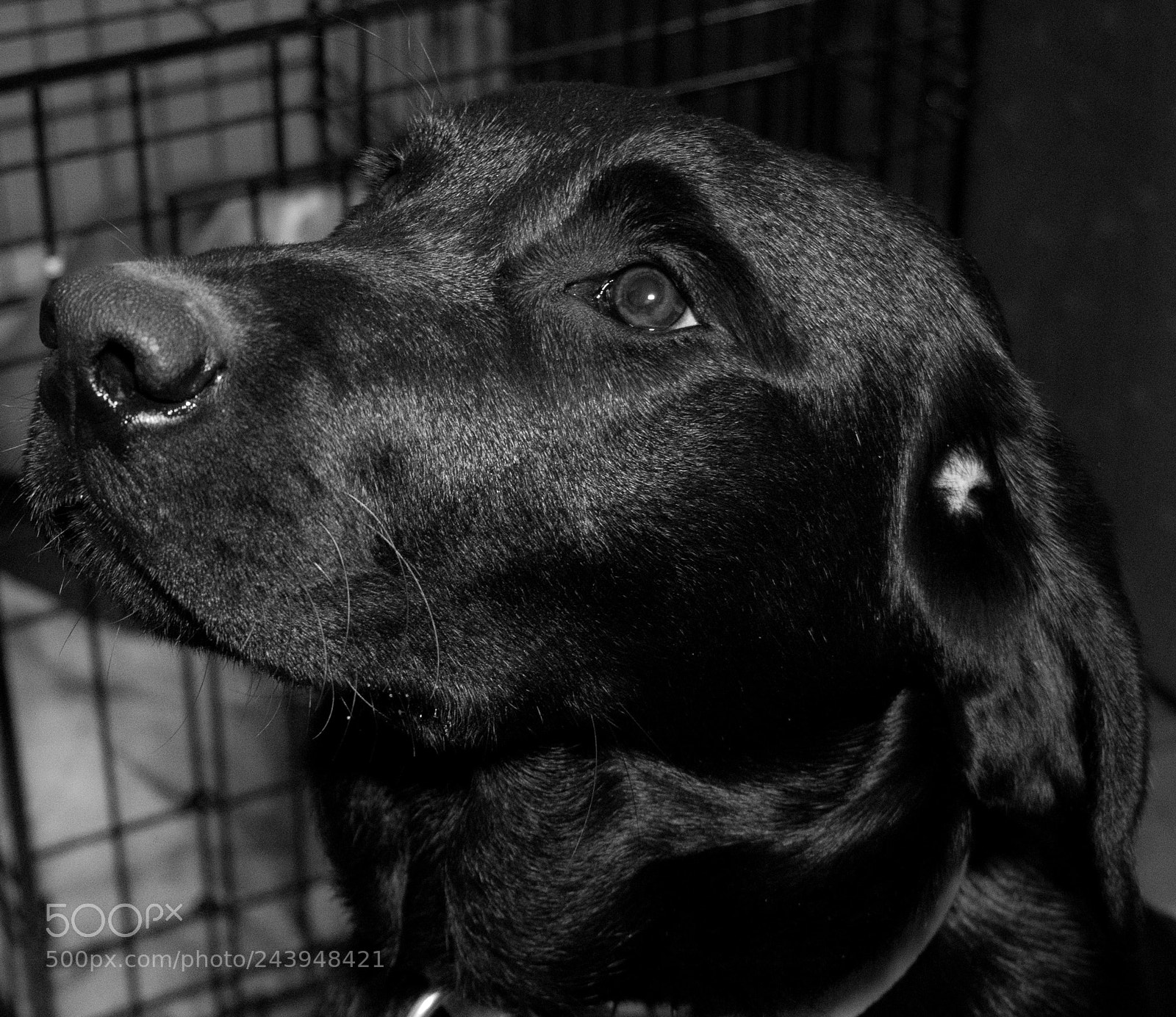 Panasonic Lumix DMC-G85 (Lumix DMC-G80) sample photo. A dog's life photography