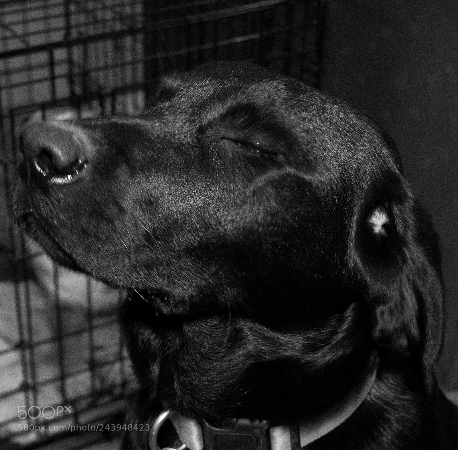 Panasonic Lumix DMC-G85 (Lumix DMC-G80) sample photo. A dog's life photography