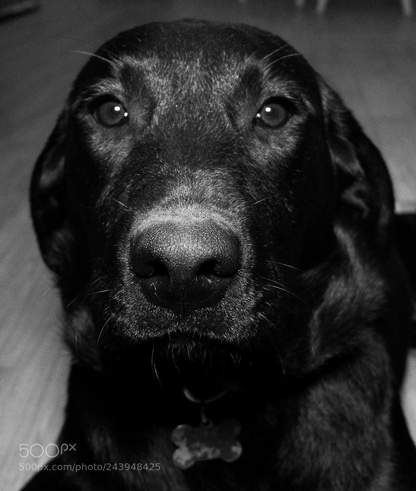 Panasonic Lumix DMC-G85 (Lumix DMC-G80) sample photo. A dog's life photography