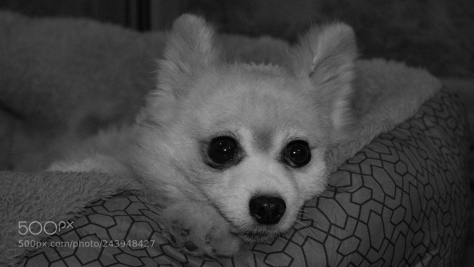 Panasonic Lumix DMC-G85 (Lumix DMC-G80) sample photo. A dog's life photography