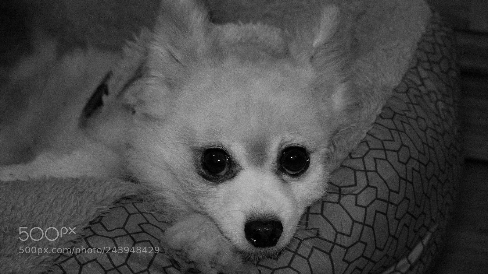 Panasonic Lumix DMC-G85 (Lumix DMC-G80) sample photo. A dog's life photography
