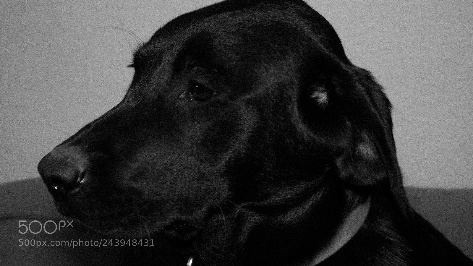 Panasonic Lumix DMC-G85 (Lumix DMC-G80) sample photo. A dog's life photography