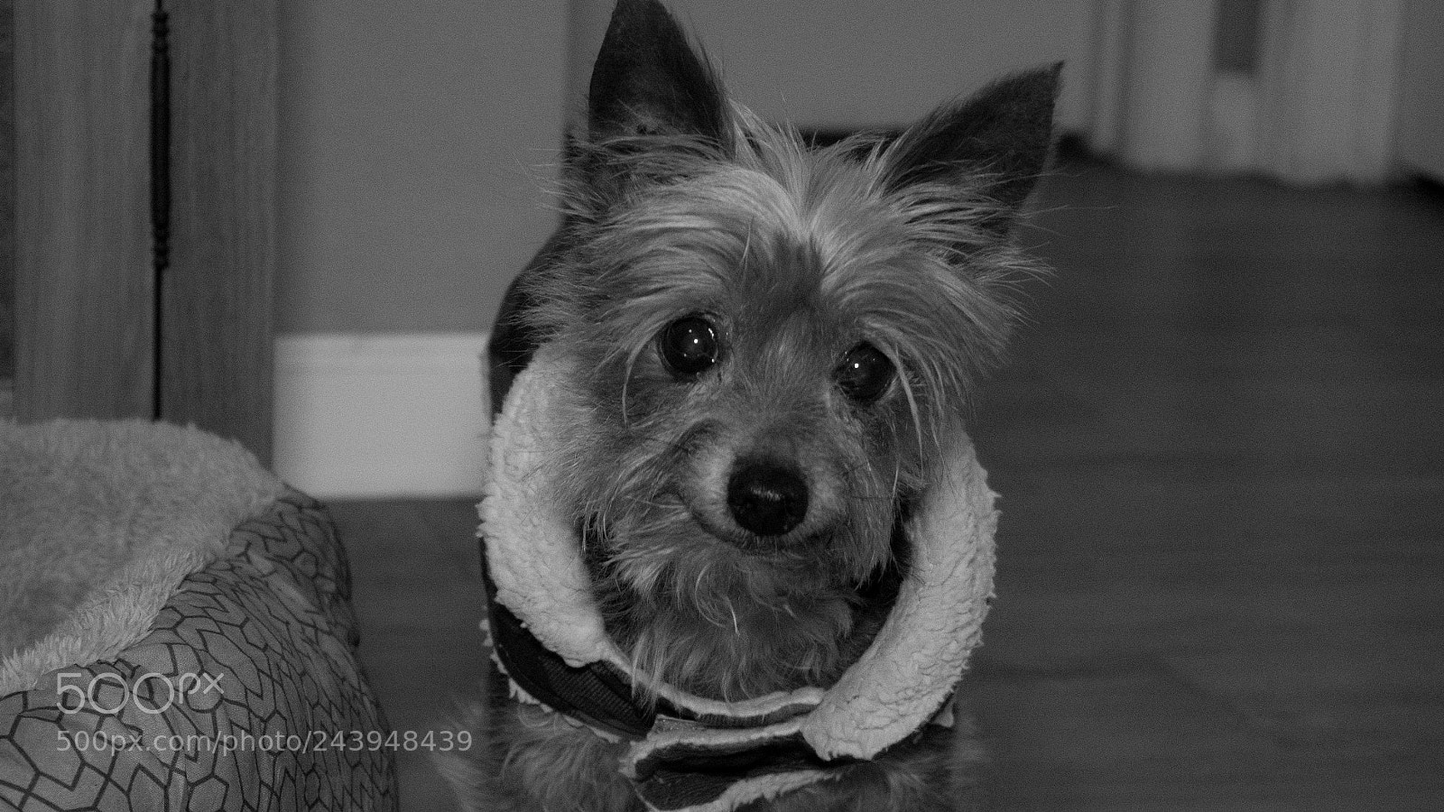 Panasonic Lumix DMC-G85 (Lumix DMC-G80) sample photo. A dog's life photography