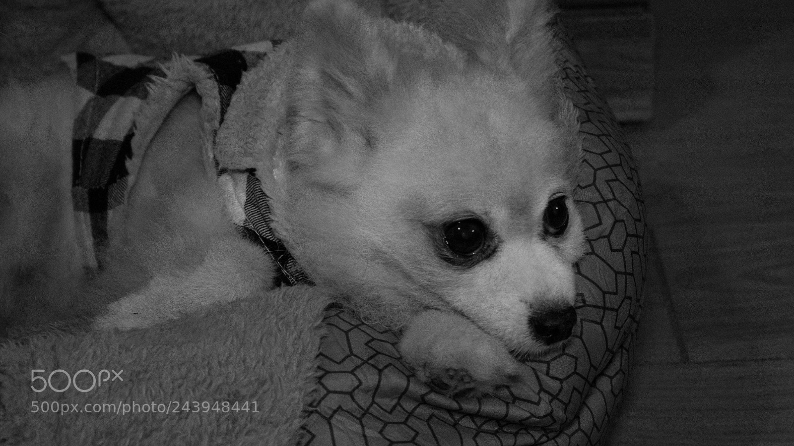 Panasonic Lumix DMC-G85 (Lumix DMC-G80) sample photo. A dog's life photography