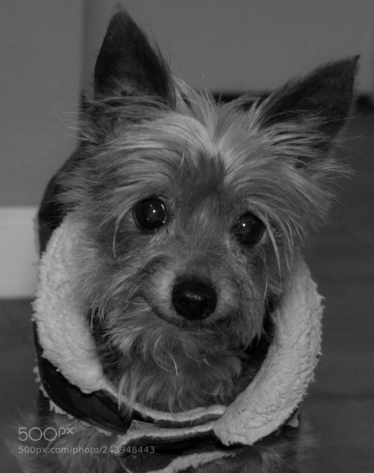 Panasonic Lumix DMC-G85 (Lumix DMC-G80) sample photo. A dog's life photography