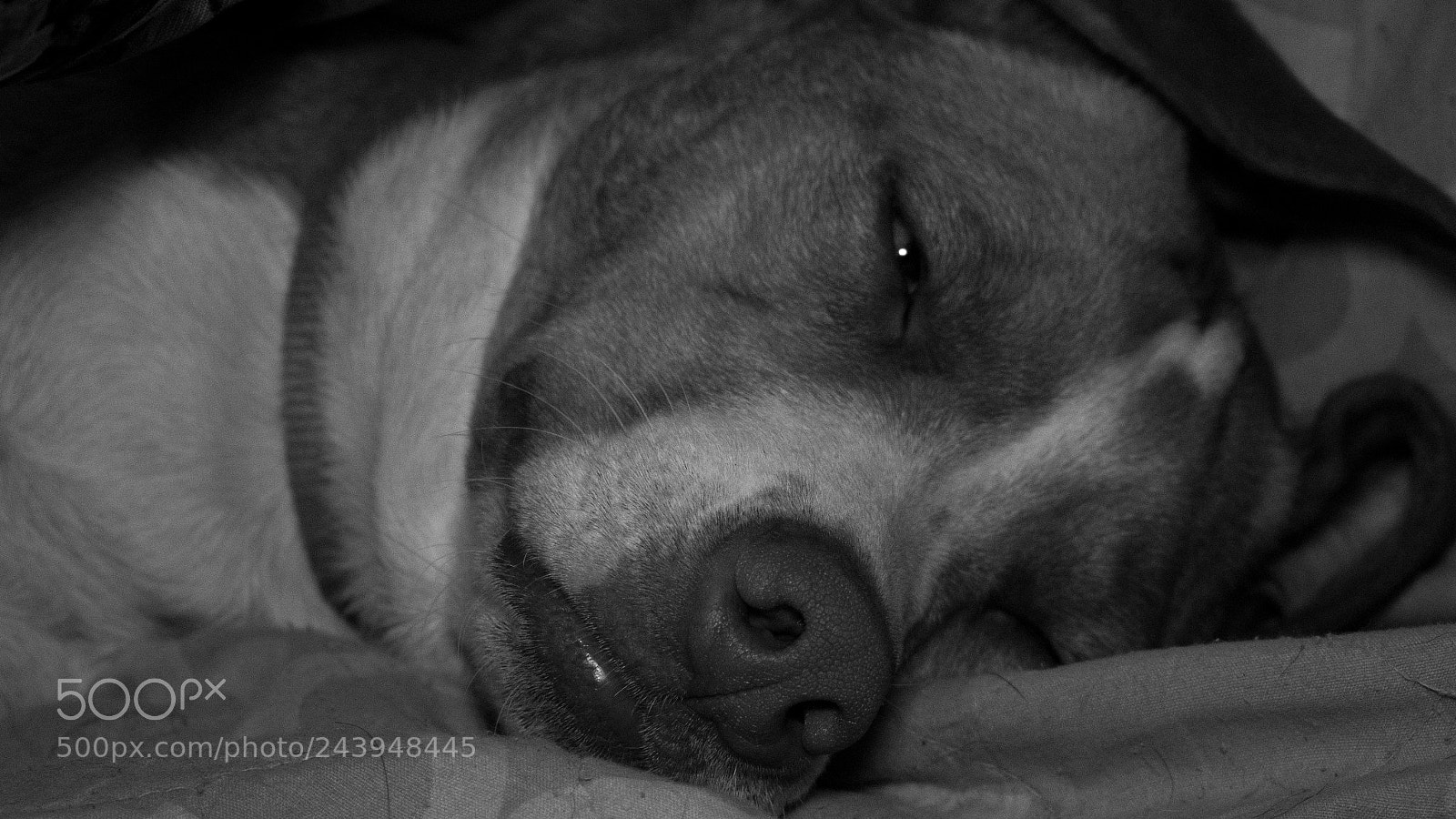 Panasonic Lumix DMC-G85 (Lumix DMC-G80) sample photo. A dog's life photography