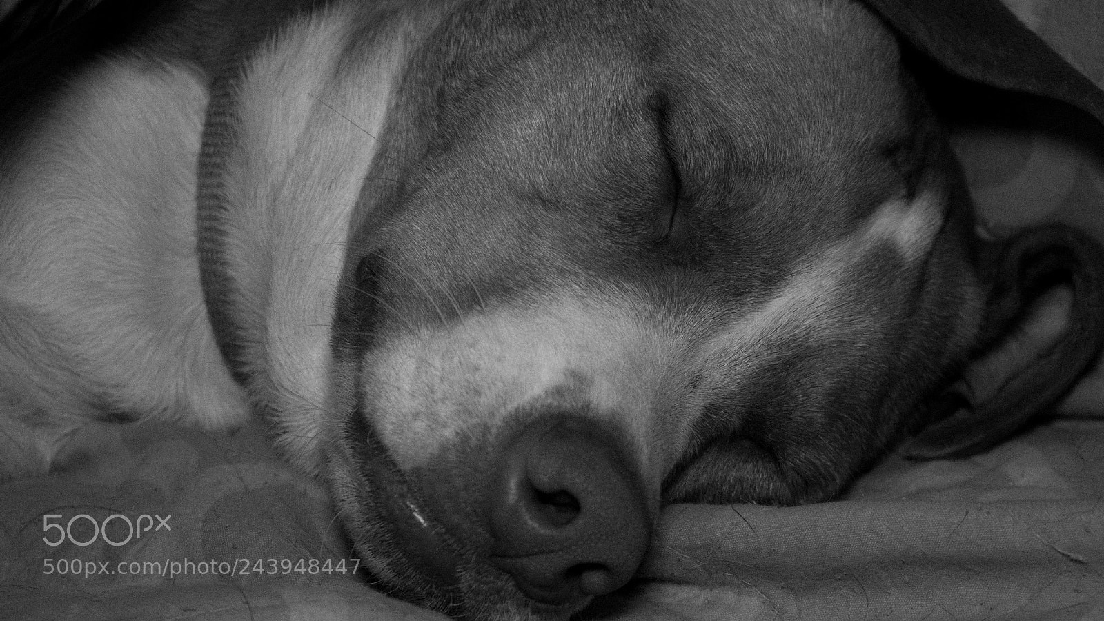 Panasonic Lumix DMC-G85 (Lumix DMC-G80) sample photo. A dog's life photography