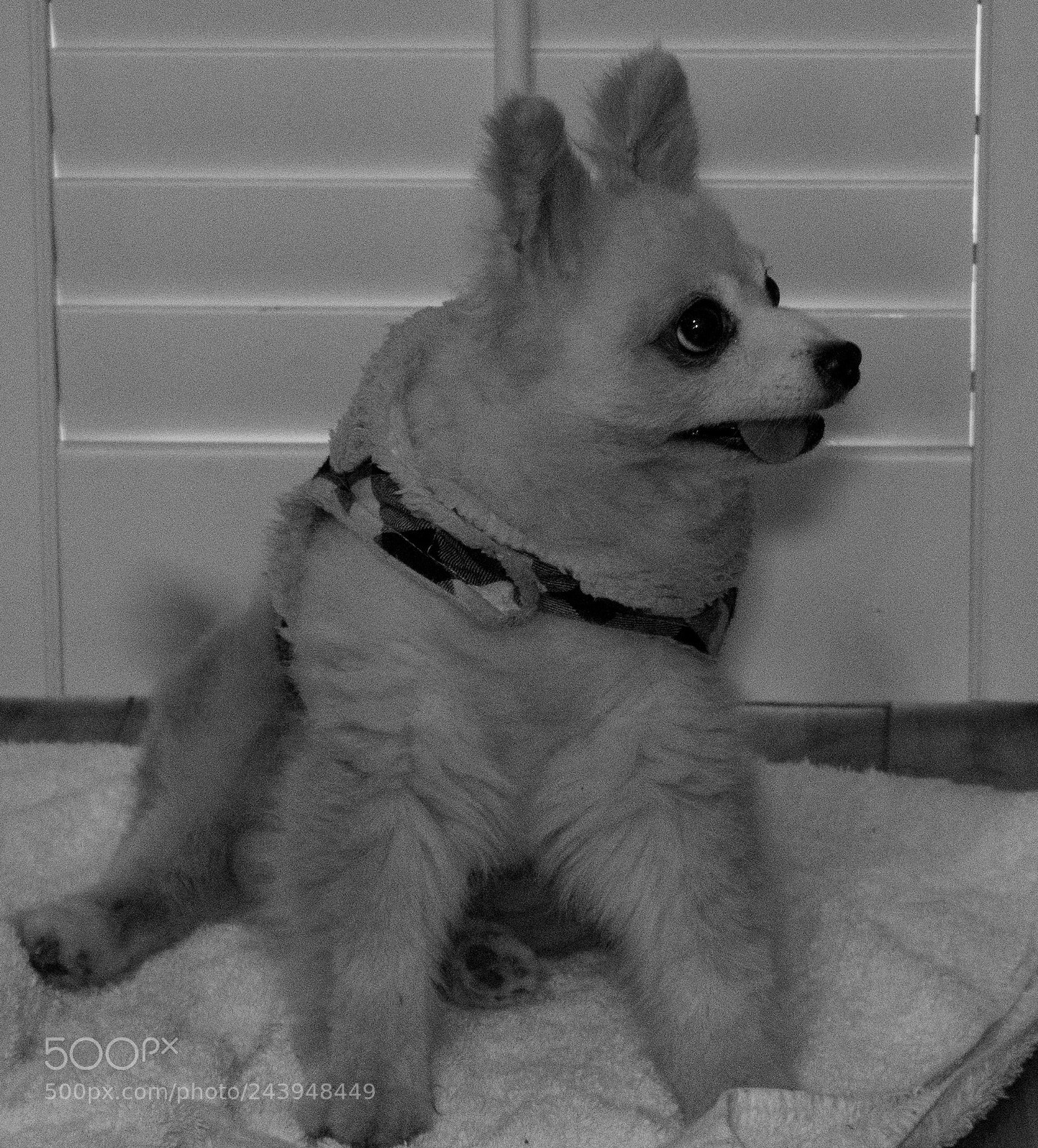 Panasonic Lumix DMC-G85 (Lumix DMC-G80) sample photo. A dog's life photography