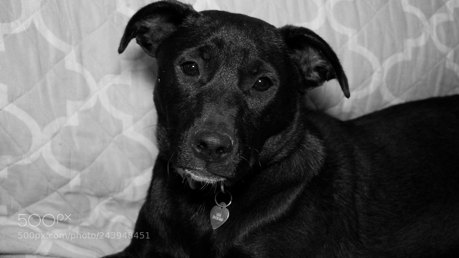 Panasonic Lumix DMC-G85 (Lumix DMC-G80) sample photo. A dog's life photography