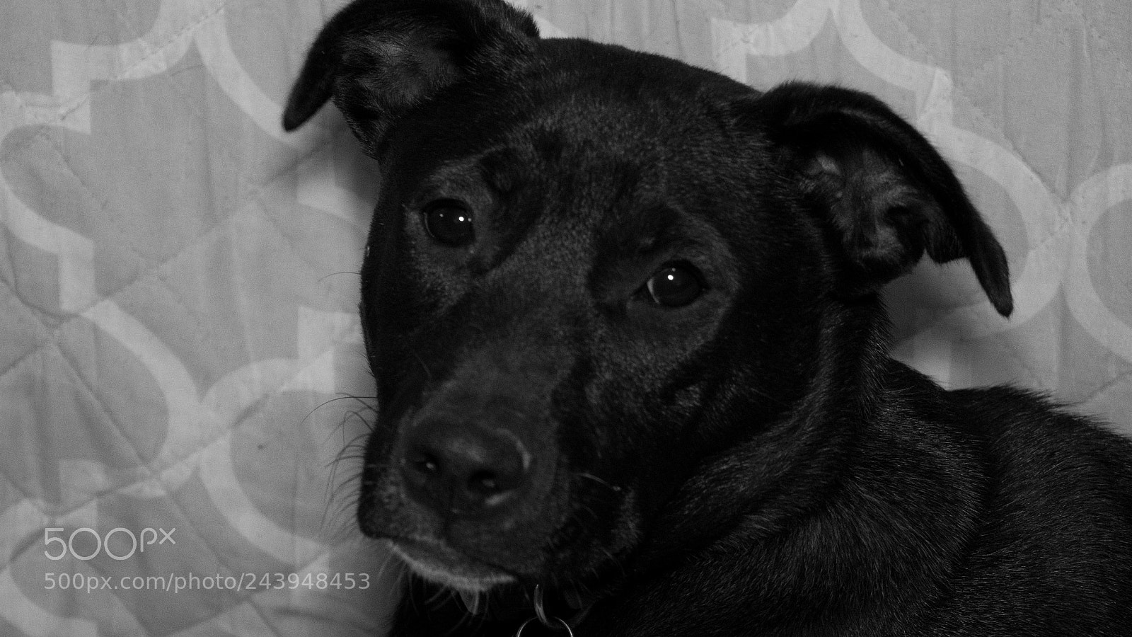 Panasonic Lumix DMC-G85 (Lumix DMC-G80) sample photo. A dog's life photography