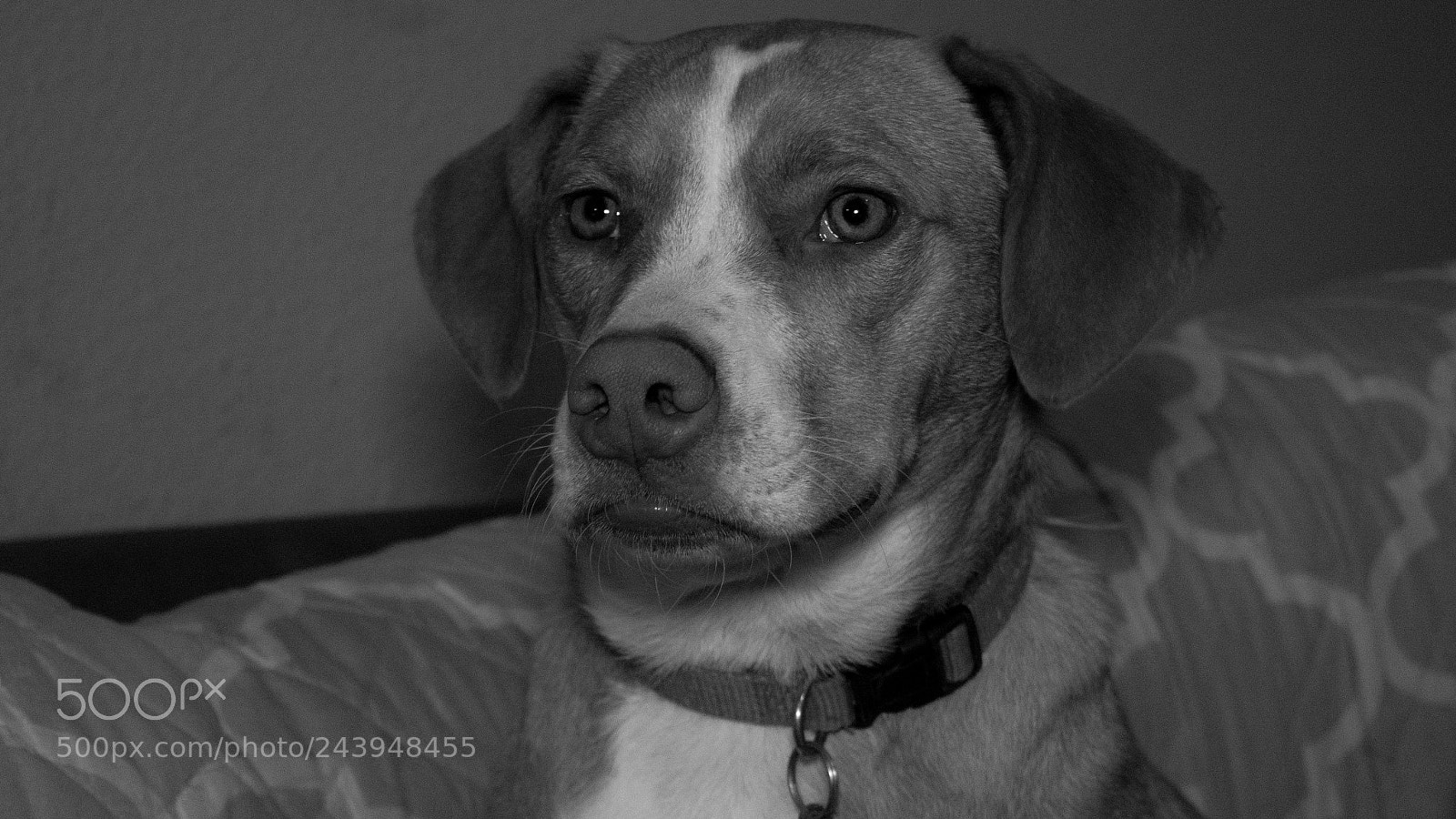 Panasonic Lumix DMC-G85 (Lumix DMC-G80) sample photo. A dog's life photography