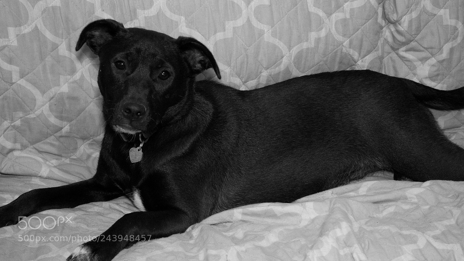 Panasonic Lumix DMC-G85 (Lumix DMC-G80) sample photo. A dog's life photography