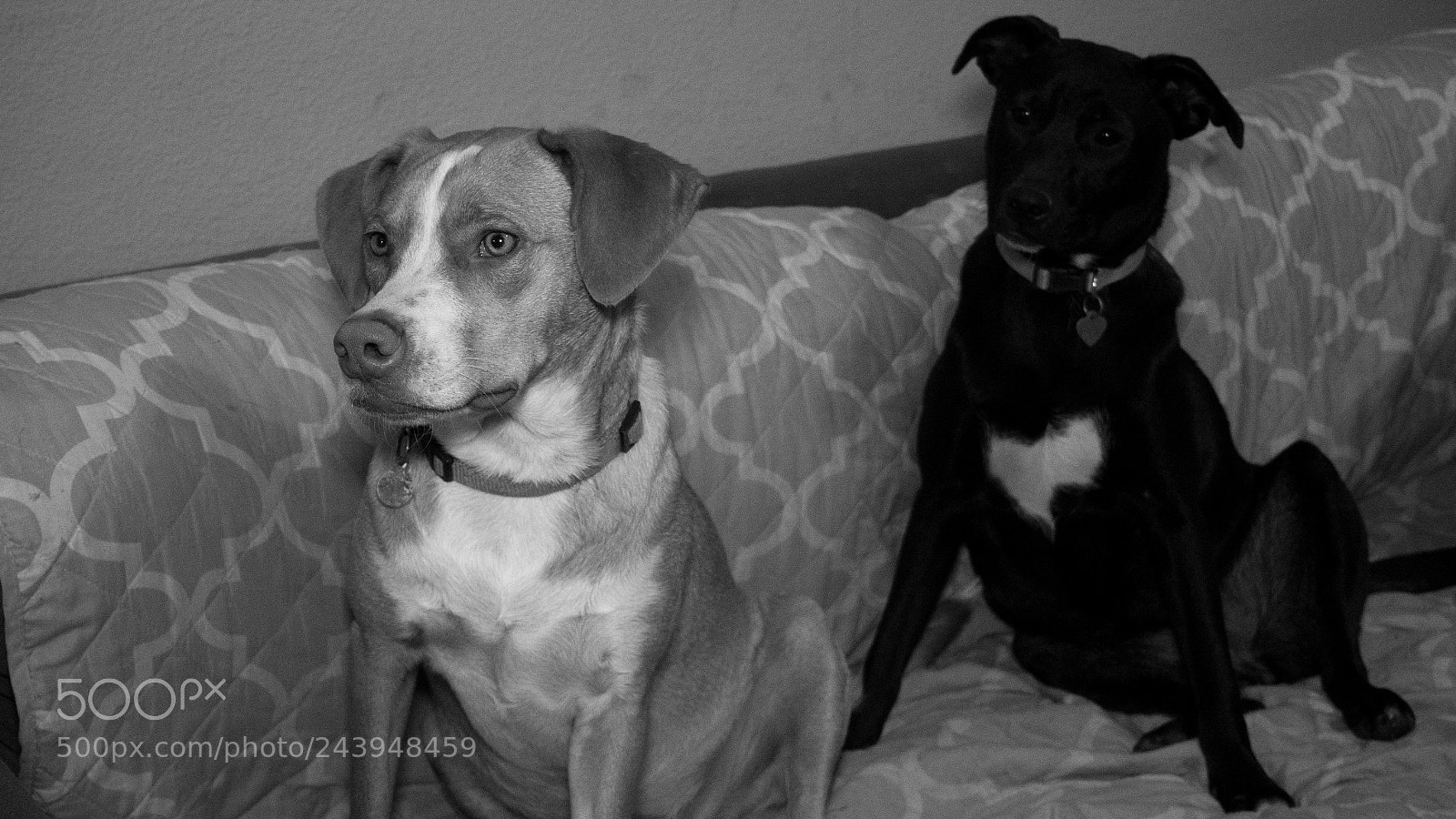 Panasonic Lumix DMC-G85 (Lumix DMC-G80) sample photo. A dog's life photography
