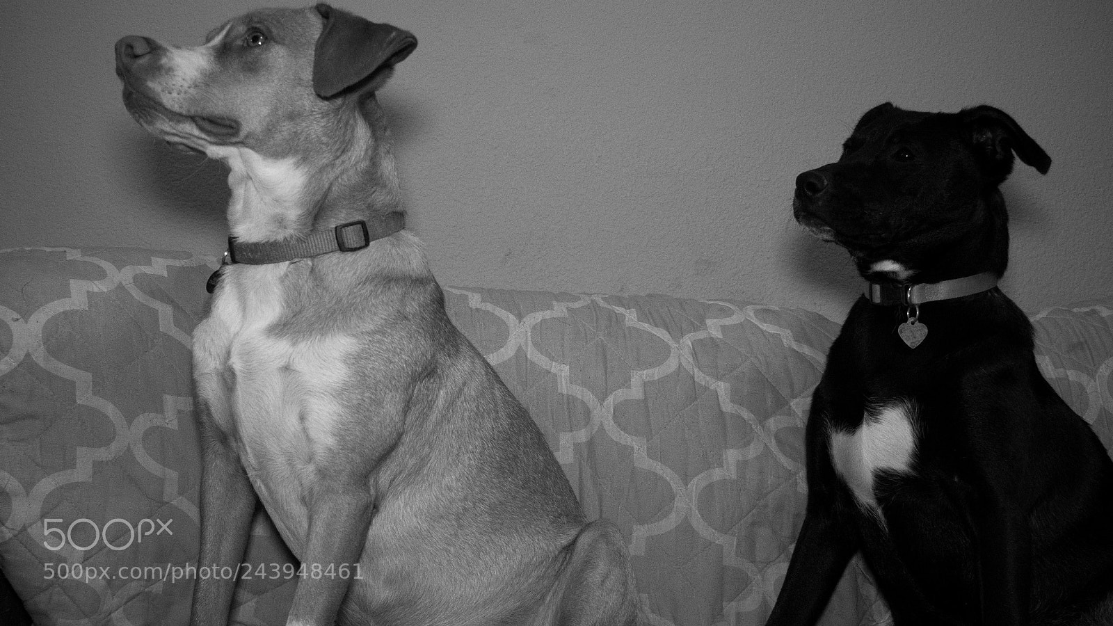 Panasonic Lumix DMC-G85 (Lumix DMC-G80) sample photo. A dog's life photography