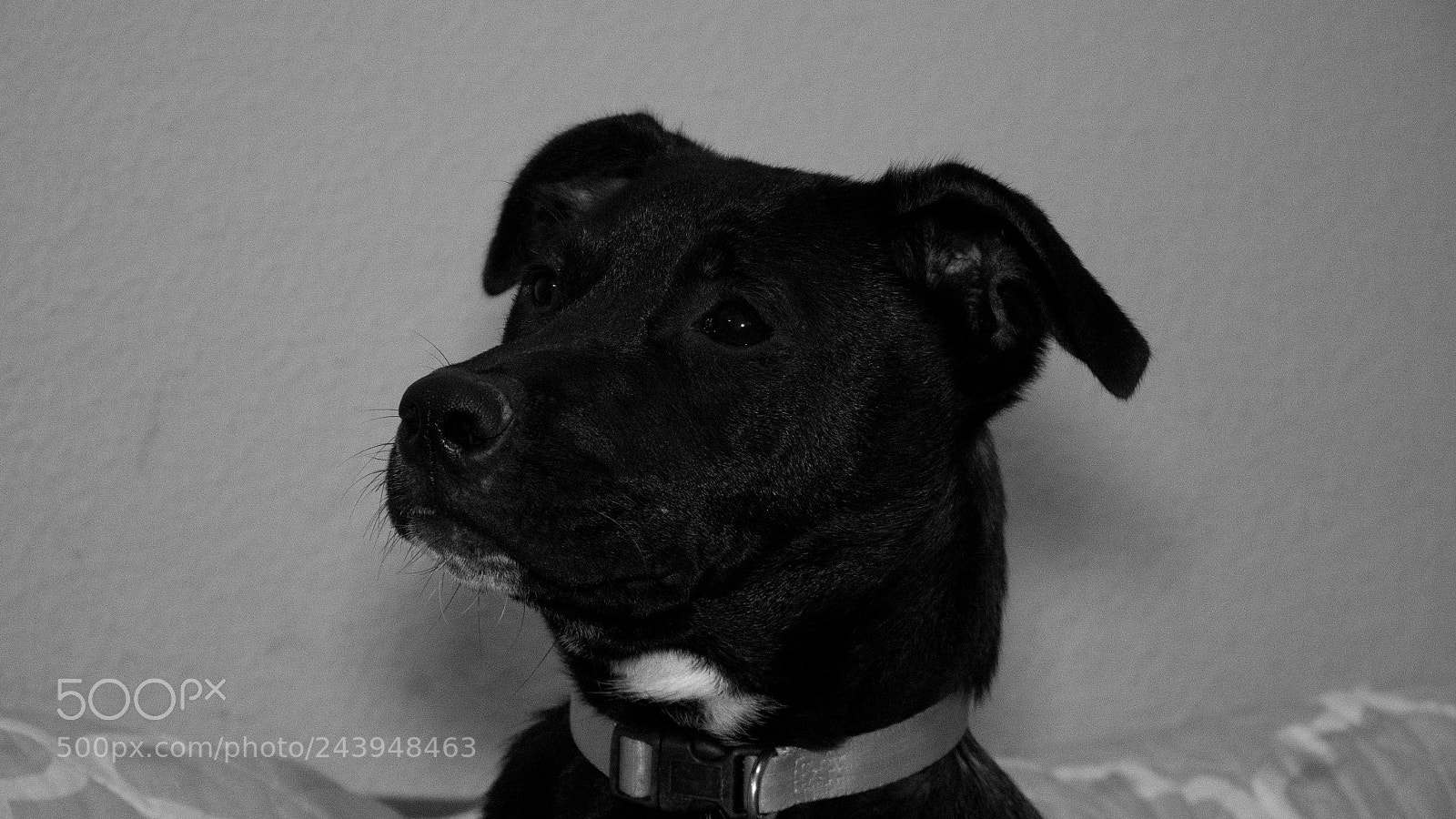 Panasonic Lumix DMC-G85 (Lumix DMC-G80) sample photo. A dog's life photography