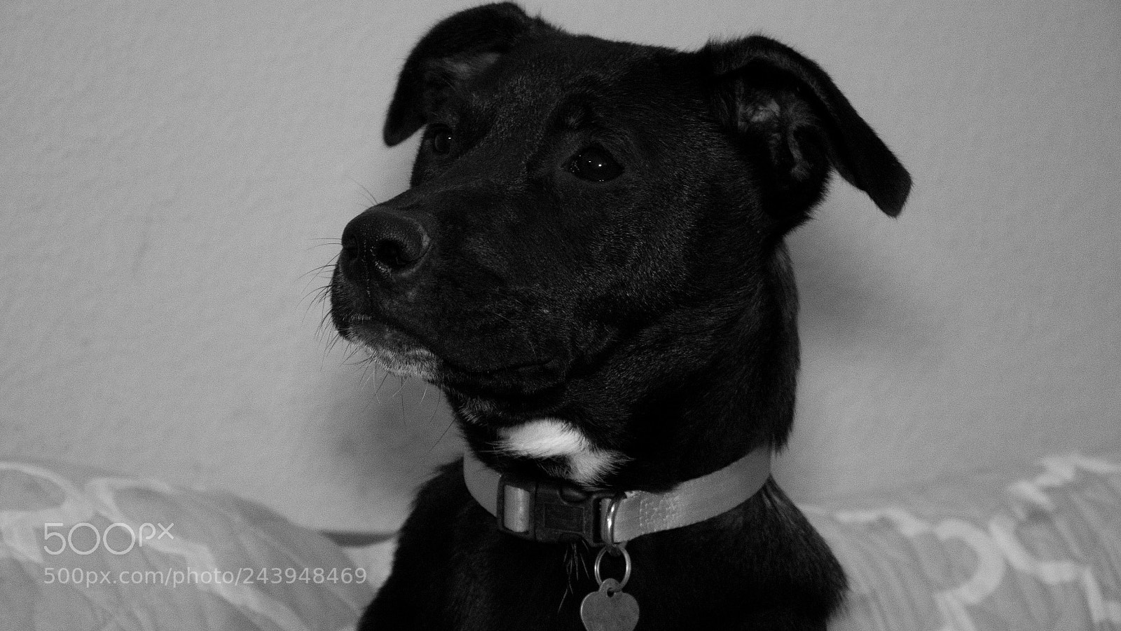 Panasonic Lumix DMC-G85 (Lumix DMC-G80) sample photo. A dog's life photography