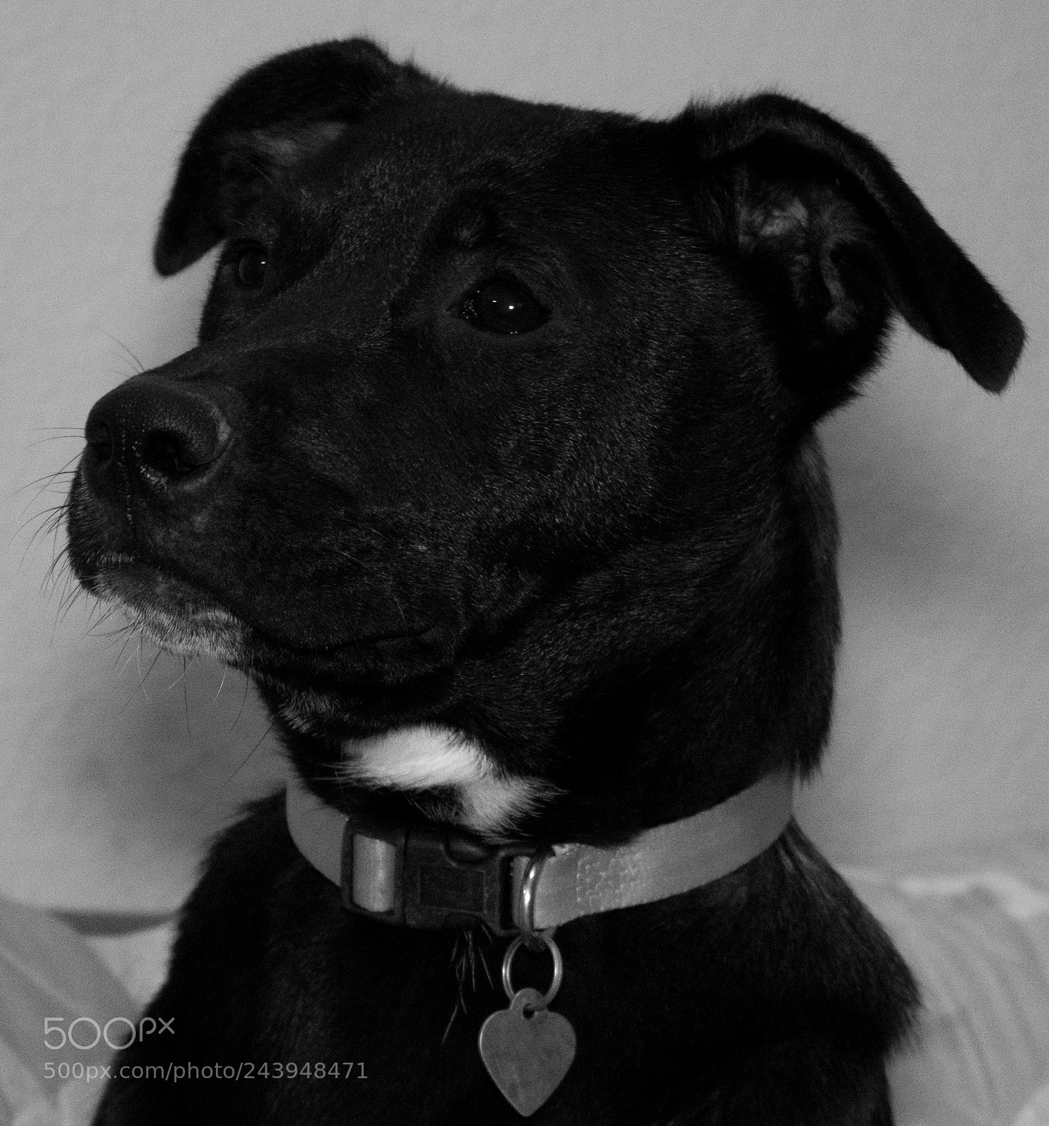 Panasonic Lumix DMC-G85 (Lumix DMC-G80) sample photo. A dog's life photography