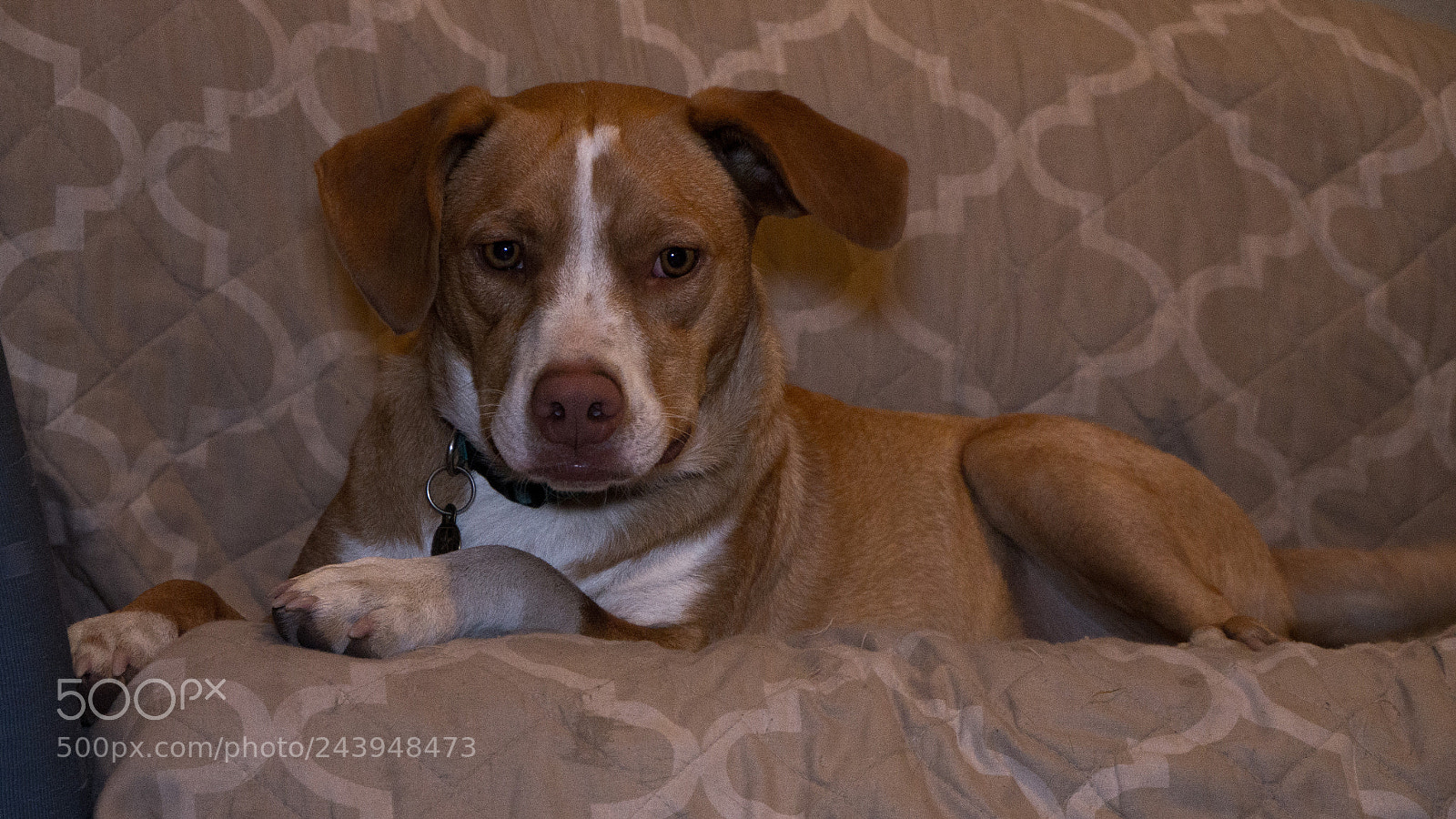 Panasonic Lumix DMC-G85 (Lumix DMC-G80) sample photo. A dog's life photography