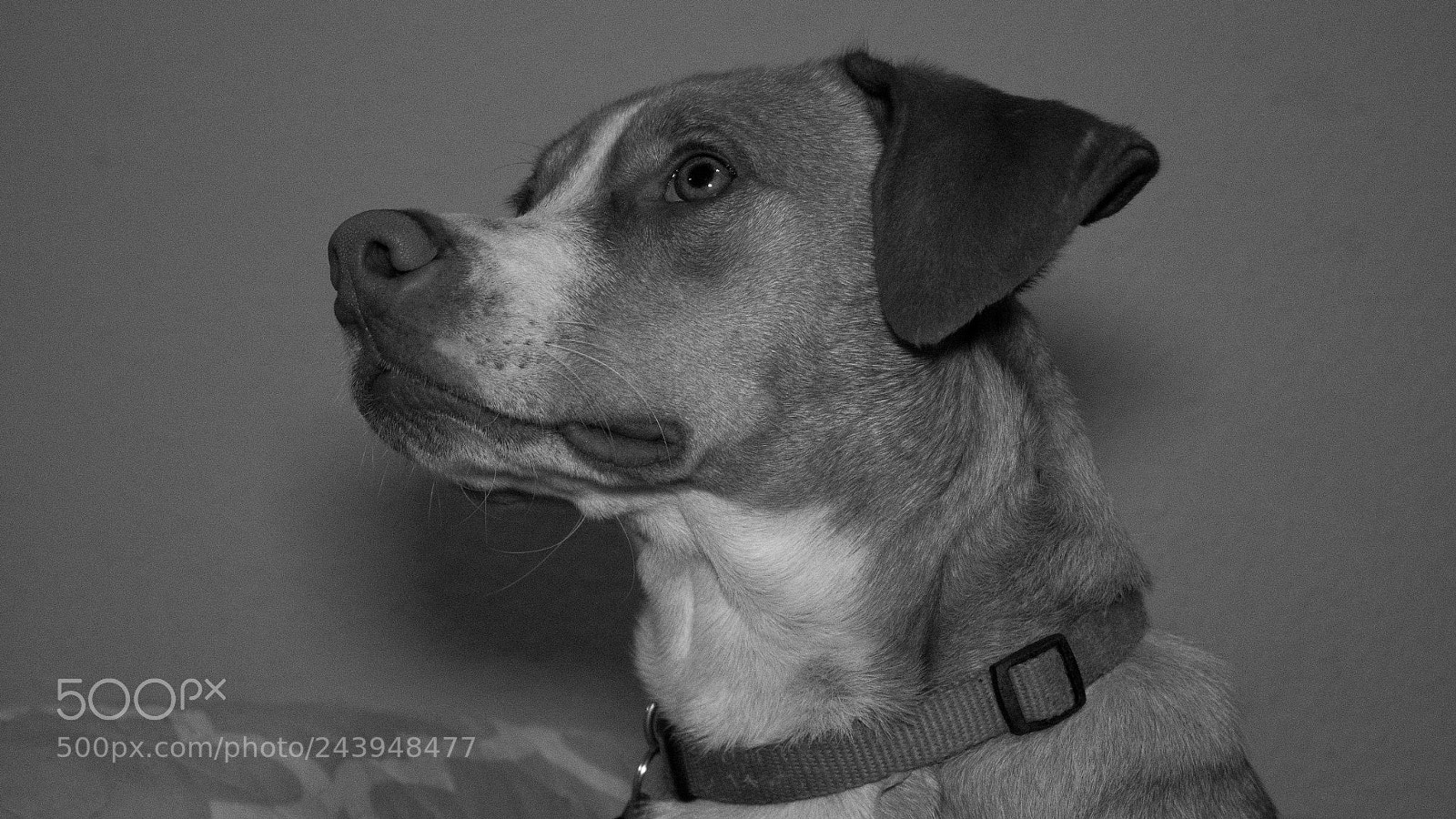 Panasonic Lumix DMC-G85 (Lumix DMC-G80) sample photo. A dog's life photography