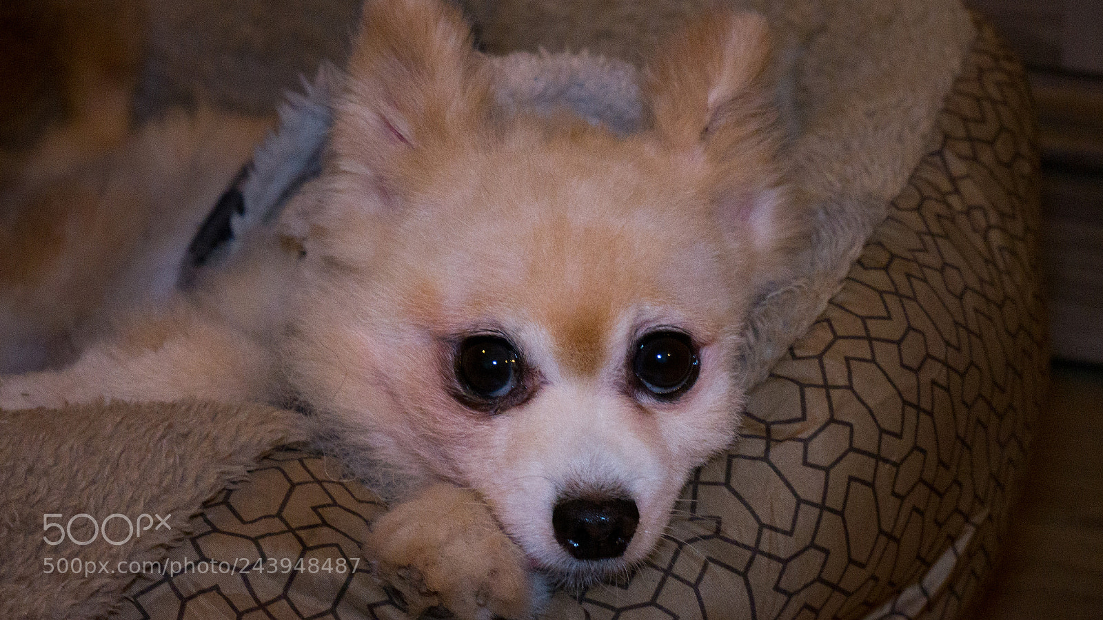 Panasonic Lumix DMC-G85 (Lumix DMC-G80) sample photo. A dog's life photography
