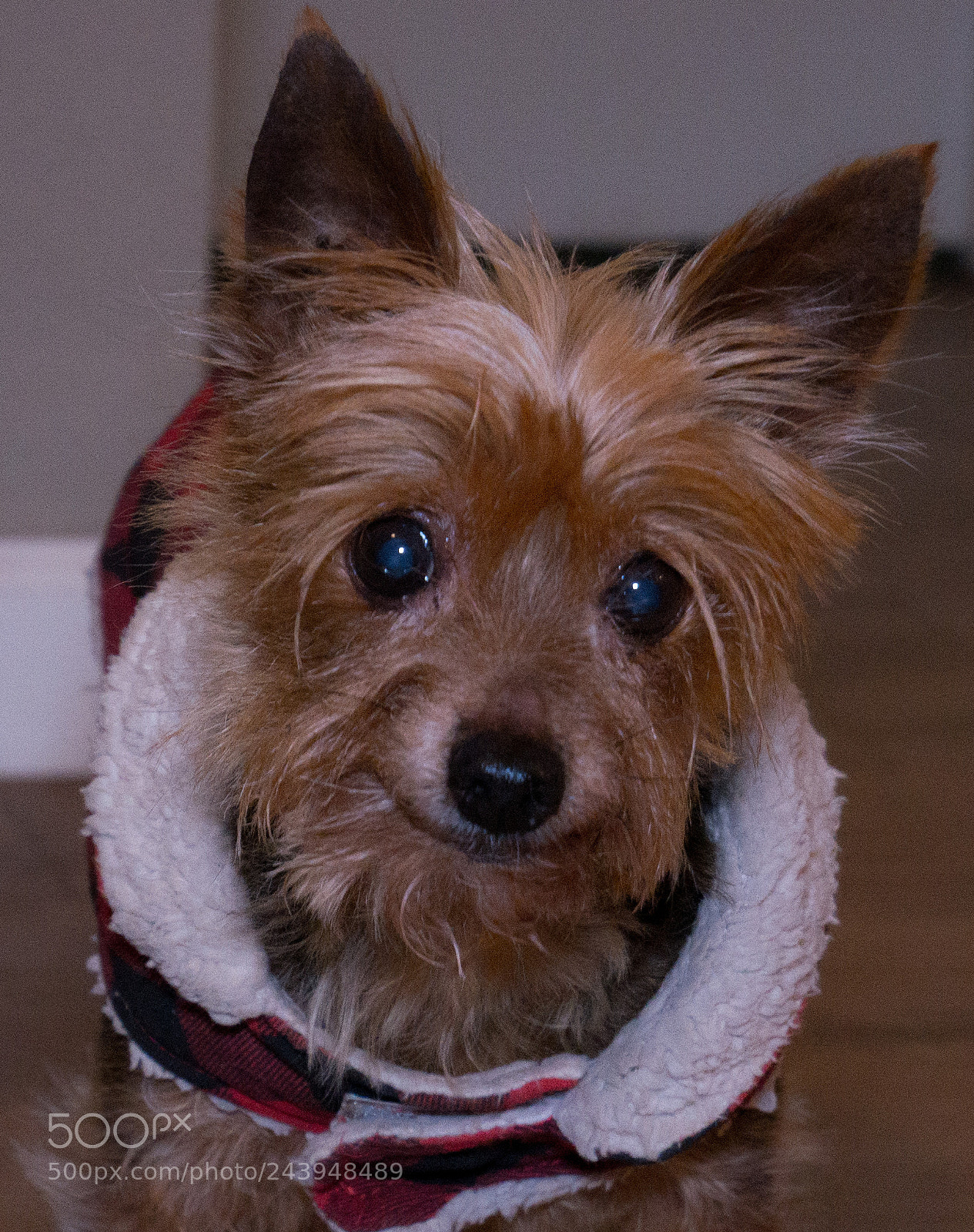 Panasonic Lumix DMC-G85 (Lumix DMC-G80) sample photo. A dog's life photography
