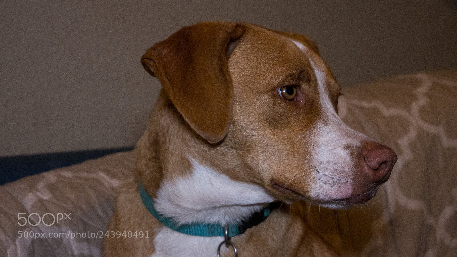 Panasonic Lumix DMC-G85 (Lumix DMC-G80) sample photo. A dog's life photography