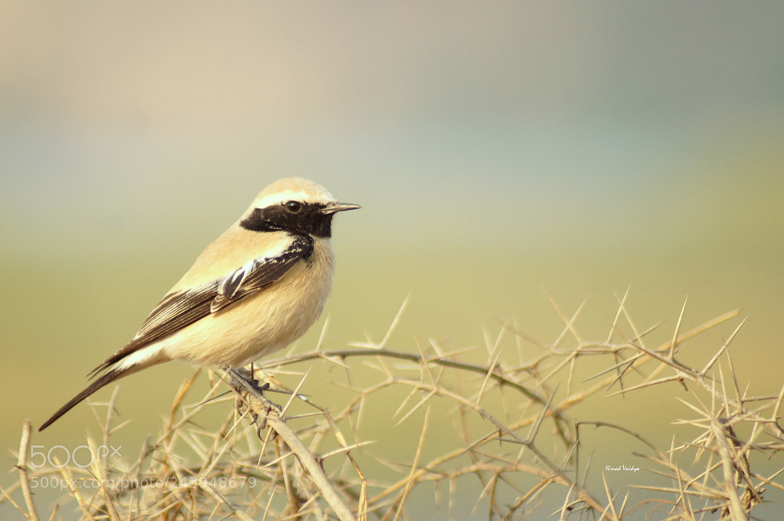 Sony SLT-A58 sample photo. Desert wheatear photography
