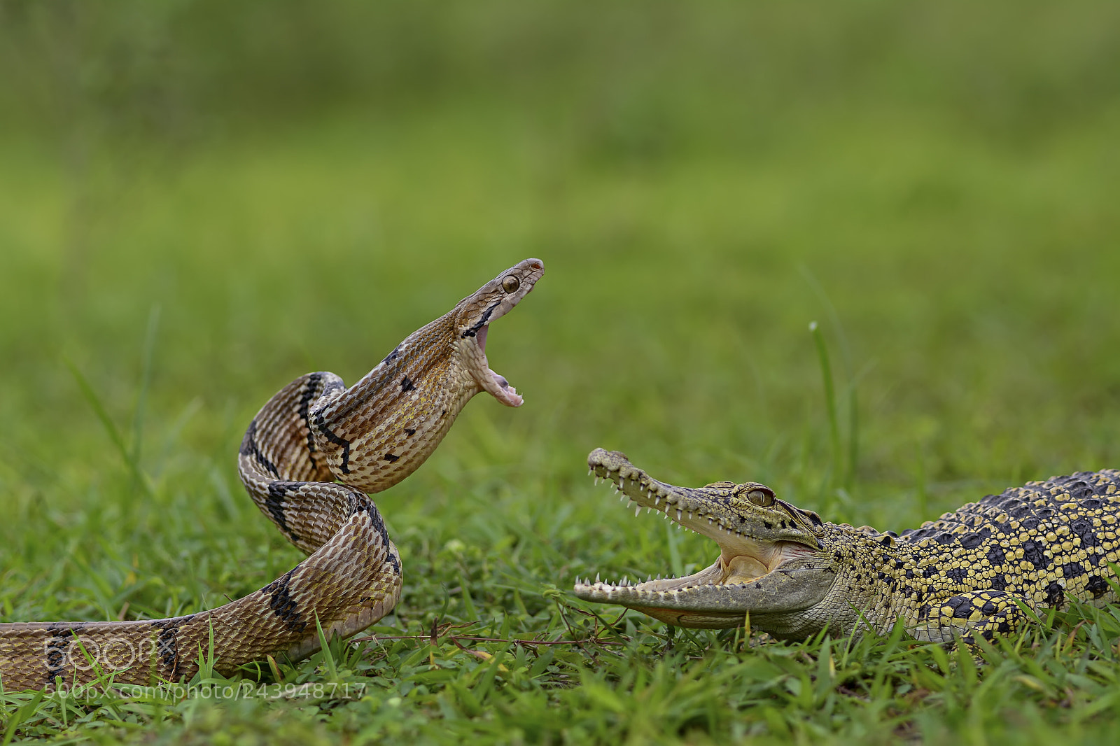 Nikon D7100 sample photo. The duel. photography
