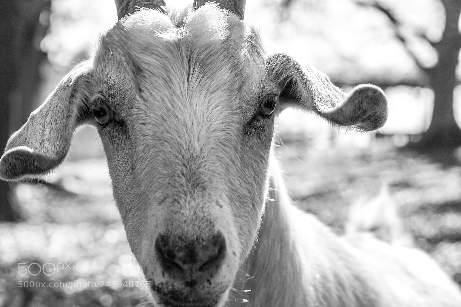 Sony Alpha a5000 (ILCE 5000) sample photo. Goat photography