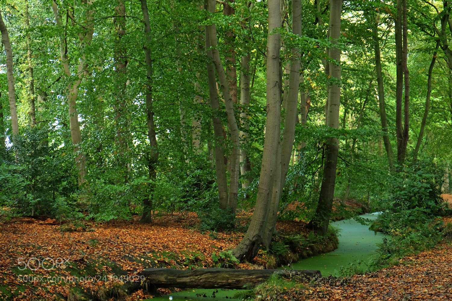 Fujifilm X-T1 sample photo. Adri's forest #2 photography