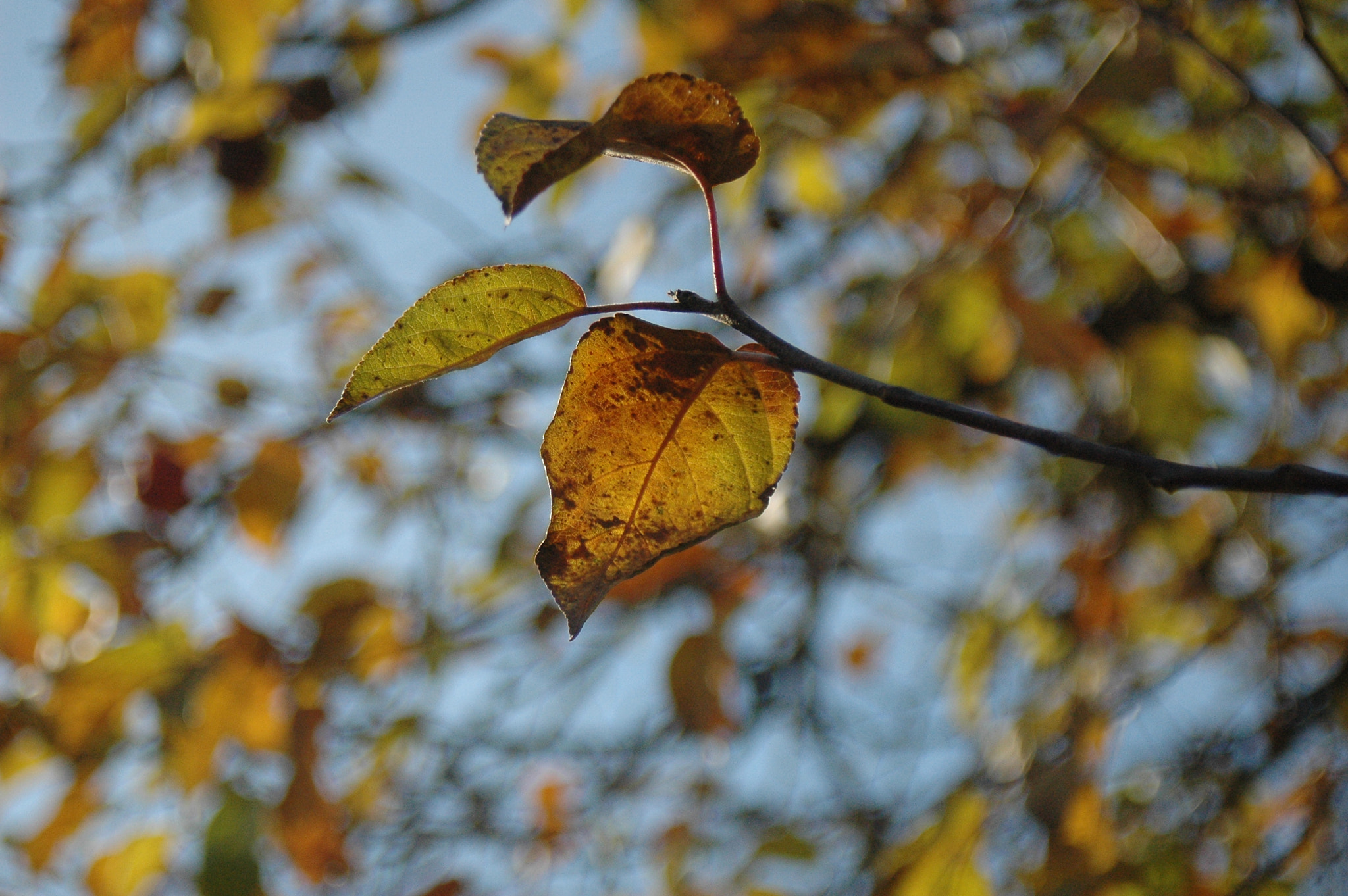 Nikon D70s + AF Zoom-Nikkor 28-80mm f/3.3-5.6G sample photo. Untitled photography