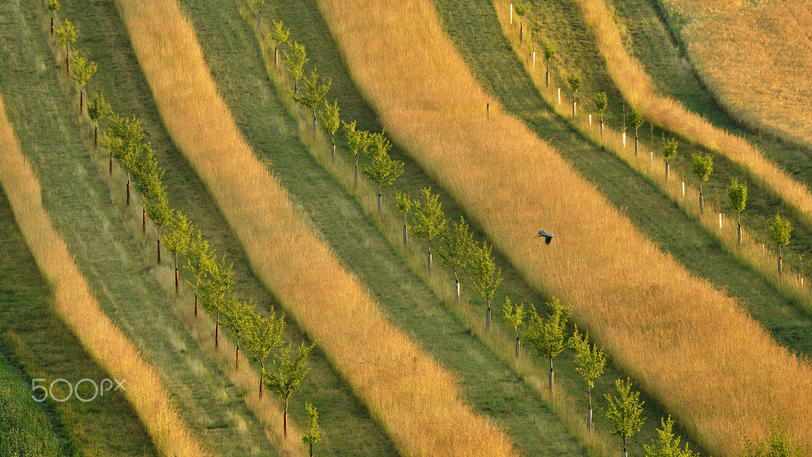 Sigma 150-600mm F5-6.3 DG OS HSM | C sample photo. Crossing photography