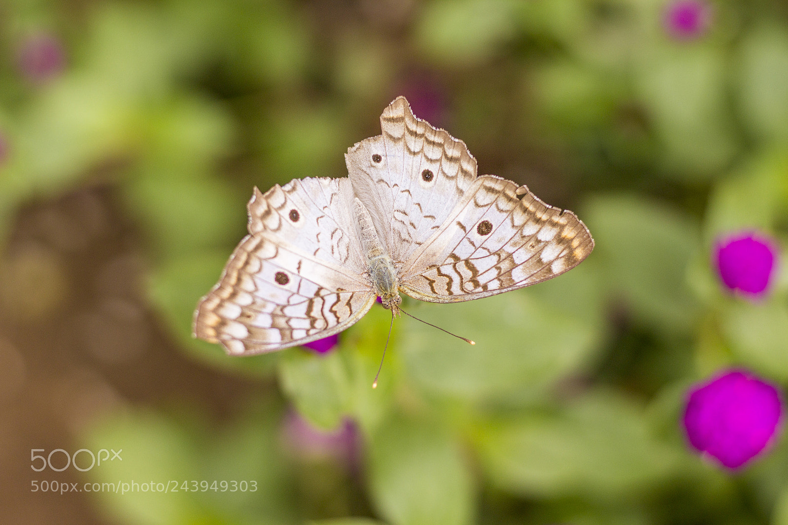 Canon EOS 1200D (EOS Rebel T5 / EOS Kiss X70 / EOS Hi) sample photo. Butterfly photography