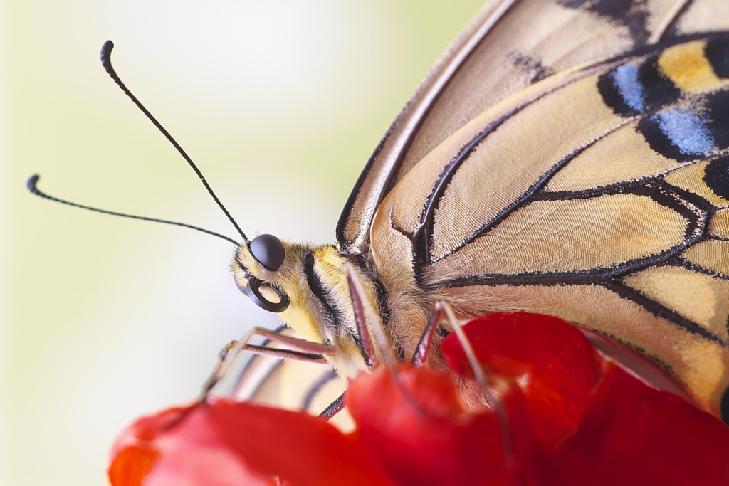 Papilio machaon by Kazu Arai on 500px.com