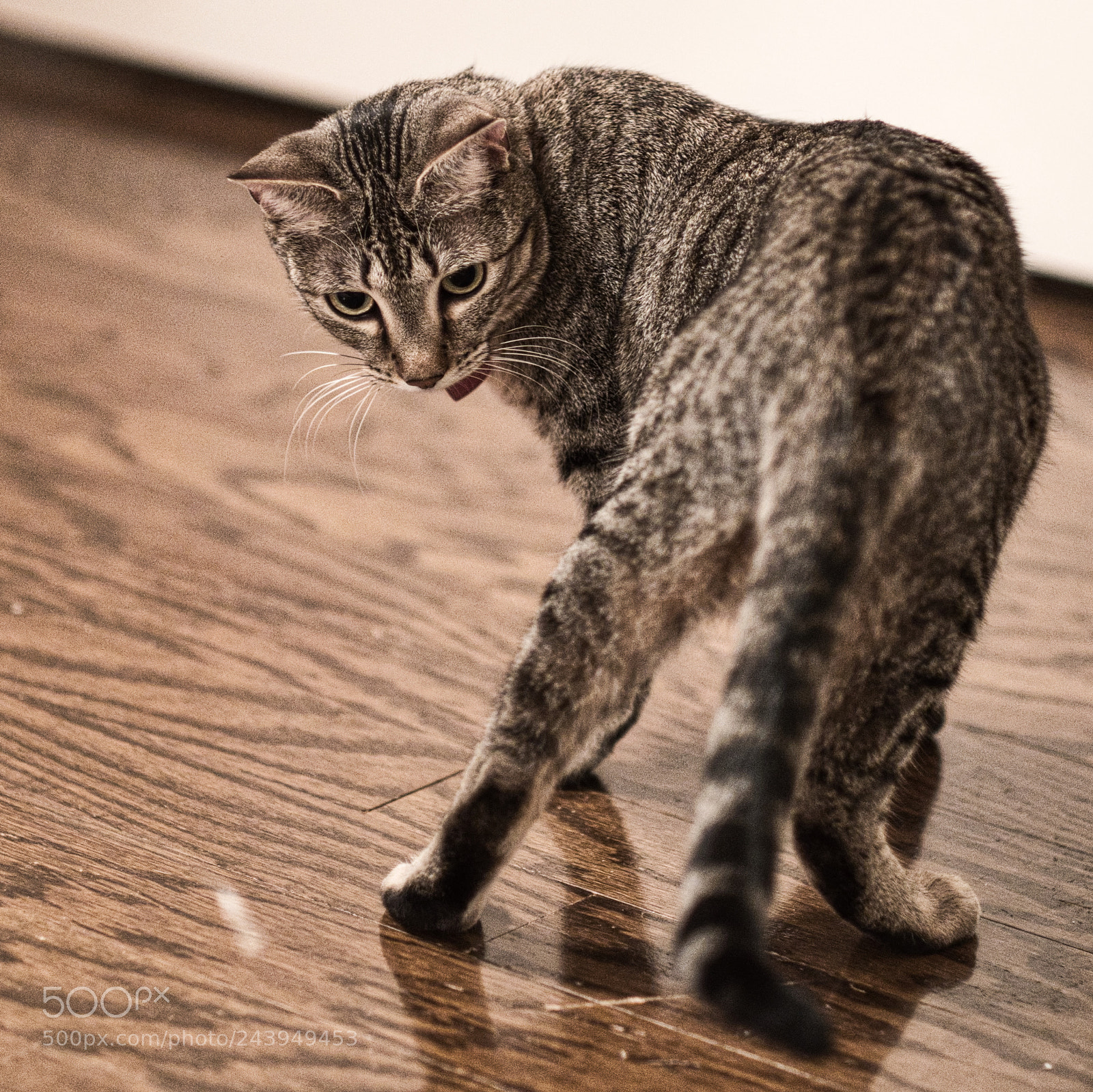 Fujifilm X-Pro2 sample photo. Ruby begonia photography