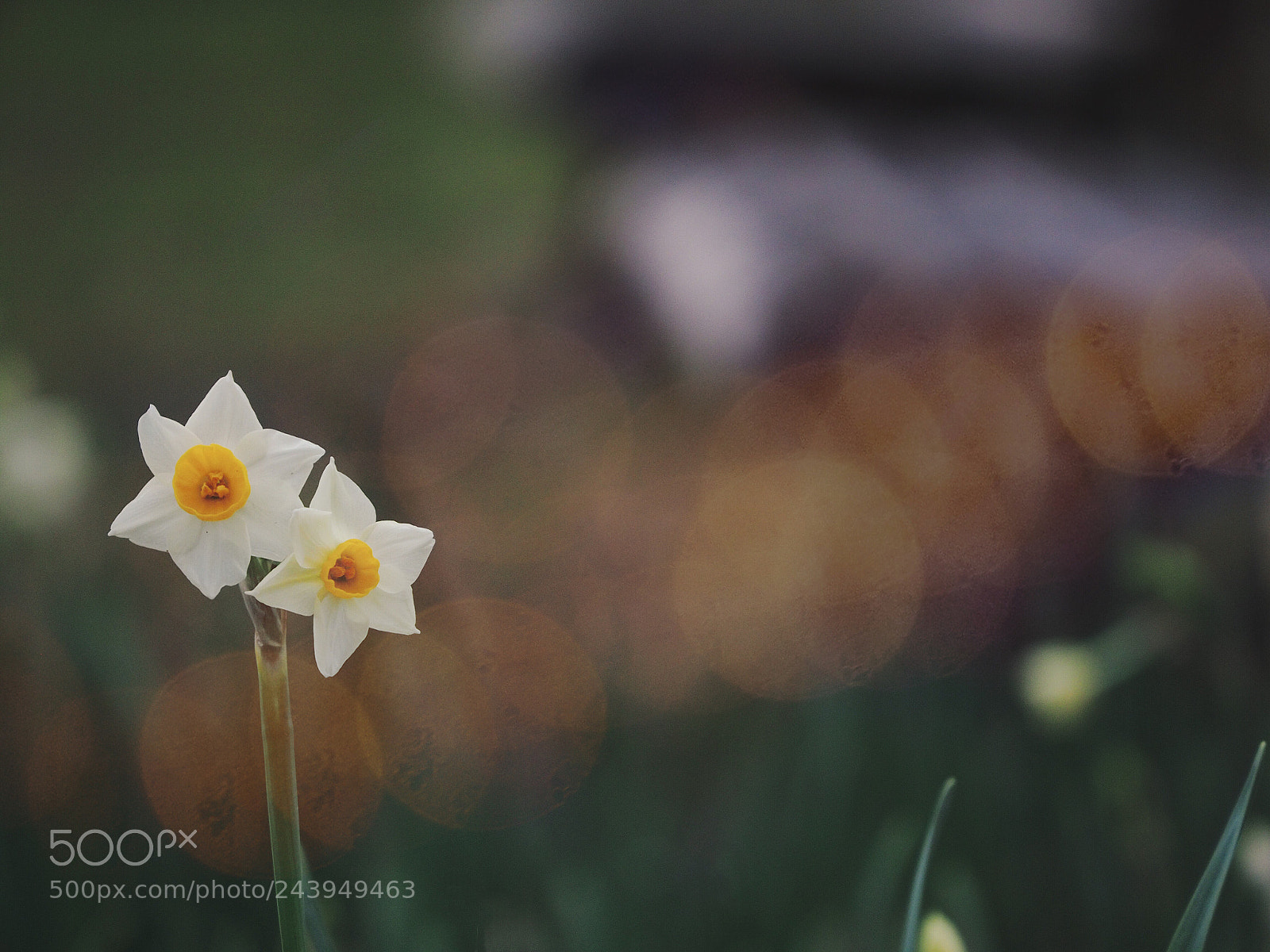 Olympus OM-D E-M10 II sample photo. Simple beauty  photography